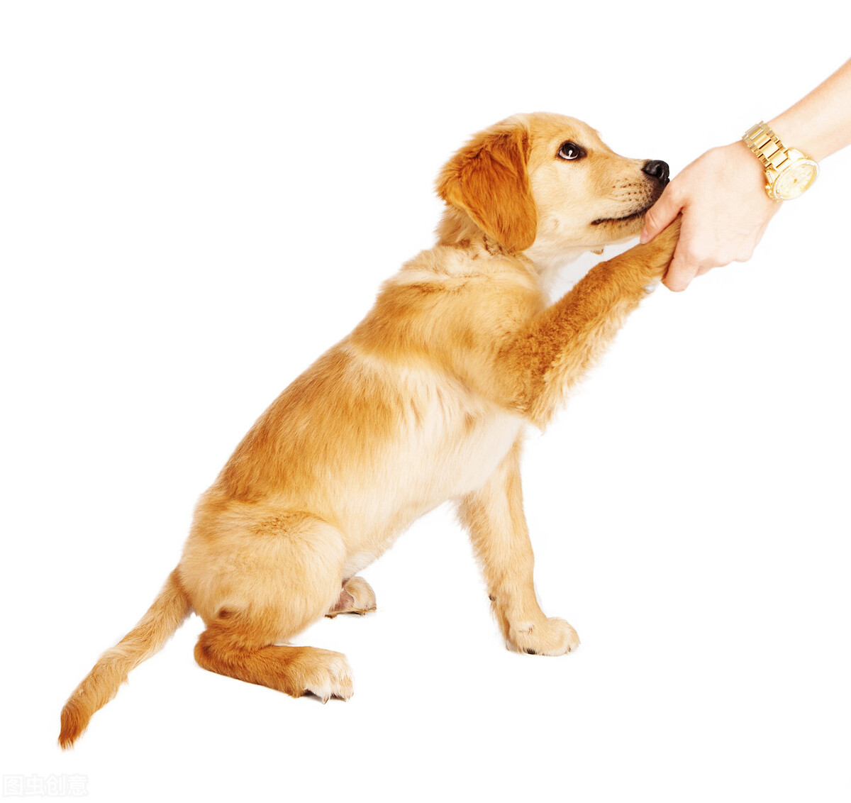 金毛洗澡注意事项有哪些,金毛蕨的养殖方法和注意事项