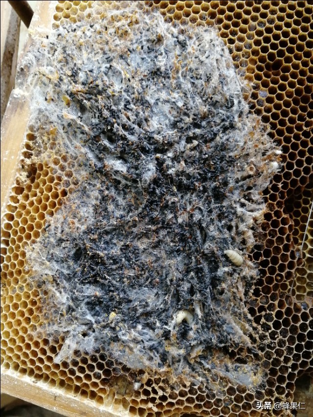 蜜蜂怕什么怎么驱赶又不伤蜂,怎么预防蜜蜂的天敌