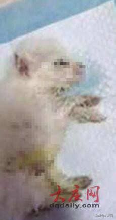 博美犬便血,博美犬不吃不喝能活几天