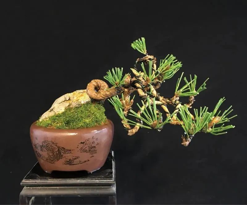 适合初学者制作的盆景造型,2016年最新盆景制作以及盆景欣赏