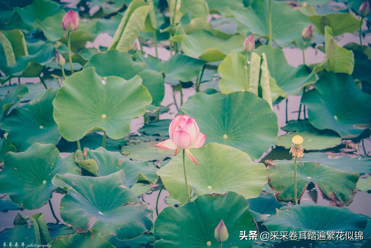 慢游景点,博斯腾湖景点打卡