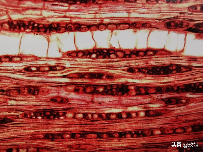 巴西红檀铁线子,耐热耐阴的铁线莲品种