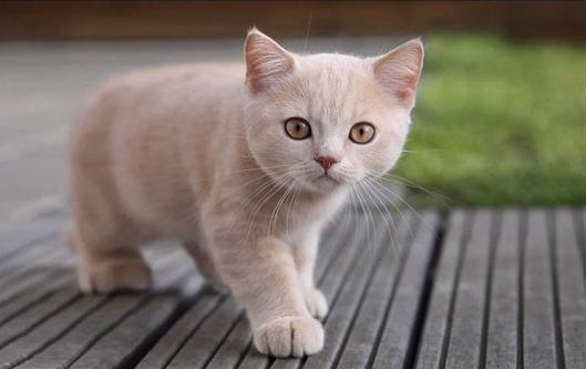 怎么知道猫咪怀孕没,猫咪是怎么知道铲屎官怀孕了