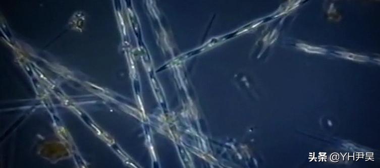 1998年美国海岸大批生物突发异样，专家共同侦查，真凶竟是天气