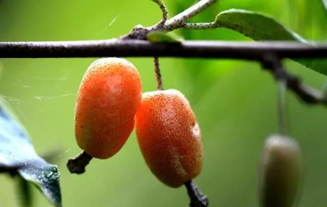 云南特产山货血三七,云南独有的44种野菜