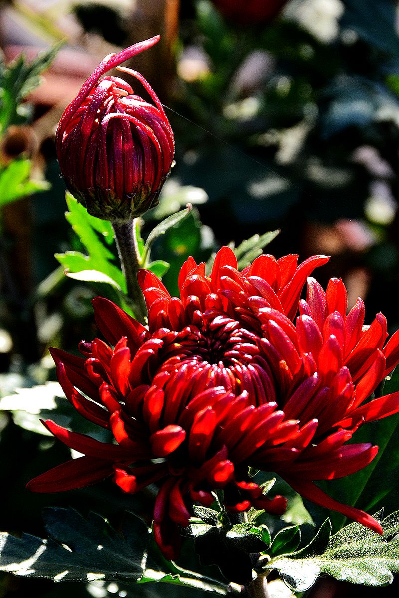 生活中常见的花语大全,生活中常见花卉花语