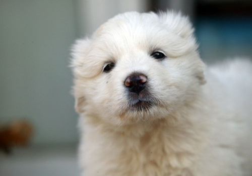 养狗小妙招狗狗细小呕吐拉稀,狗狗拉稀呕吐打什么针好得快