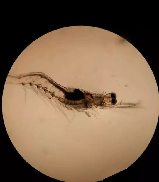 对虾养殖放苗前准备工作,对虾放苗时如何抗应激