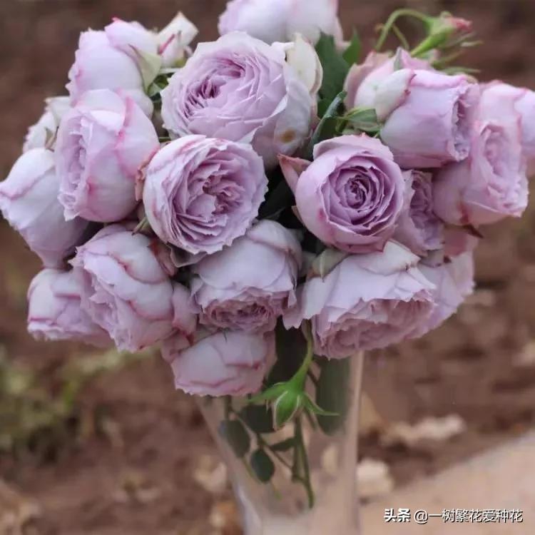 蓝紫青龙月季优缺点,天狼蓝紫月季