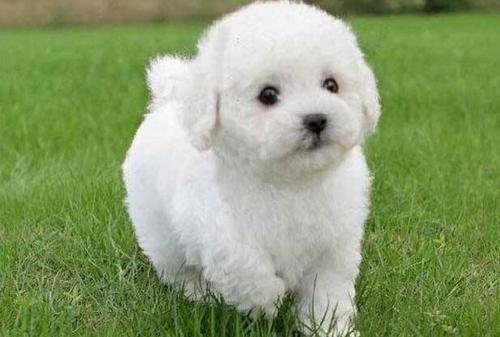 世界上最忠心的狗狗排名第一,对主人忠心的十大狗狗排名