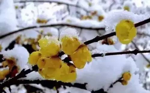 全国56个城市的市花,全国56个城市市花一览