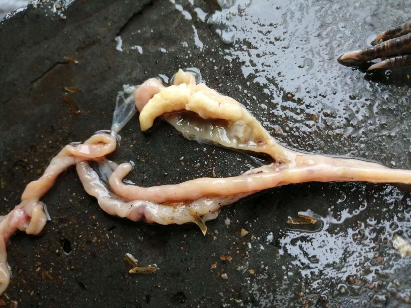 鸡盲肠栓塞哪些原因引起,肉鸡盲肠肝炎怎么治疗