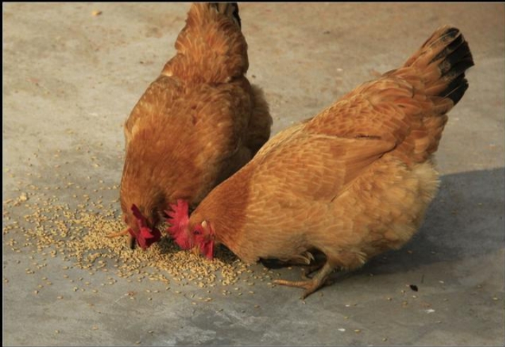 从老家带回来的小笨鸡,想念老家的柴火鸡