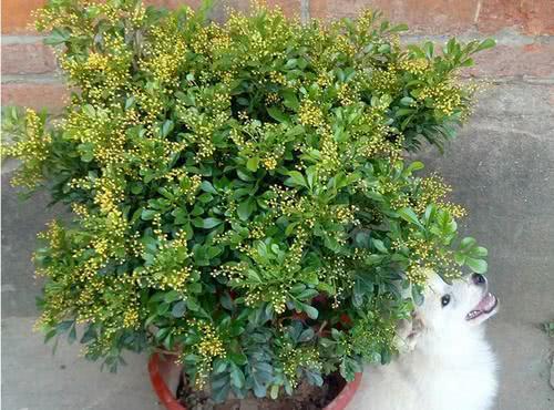 米兰花花香对身体有害吗,米兰花大花香还是小花香