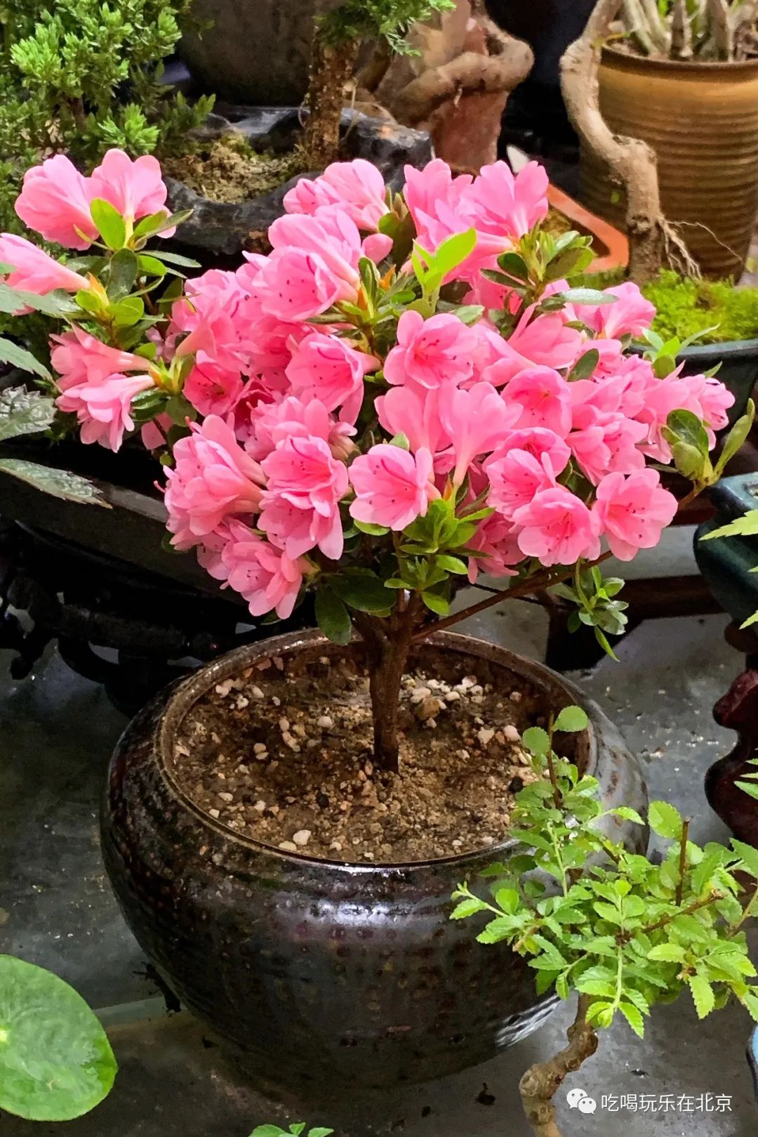 北京崇文区西花市大街,北京通州花市在哪里