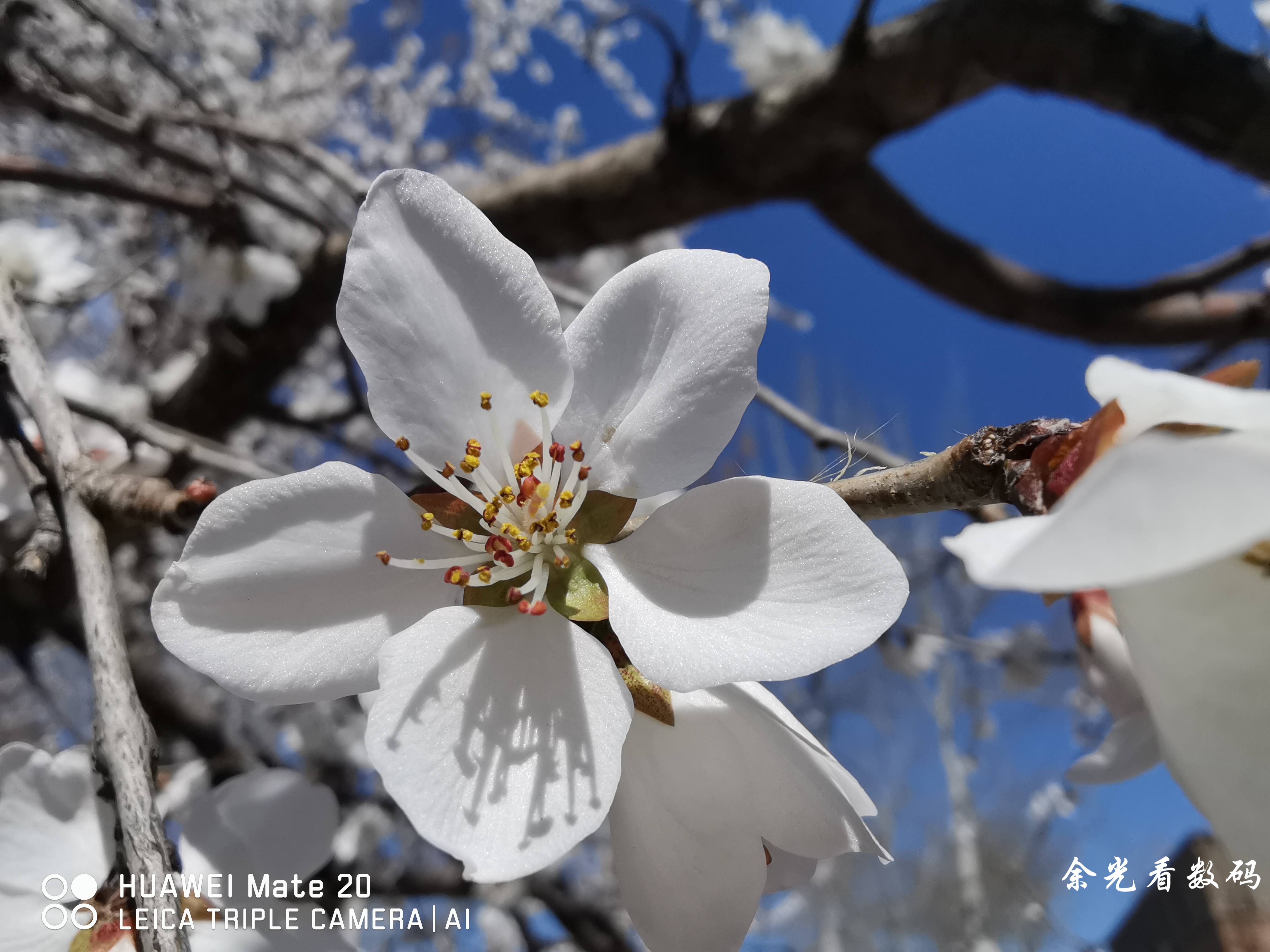 华为mate20拍照详细评测,华为mate20拍照效果怎么样