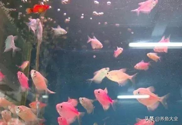 适合裸缸养的中小型热带观赏鱼,水草缸小型热带鱼