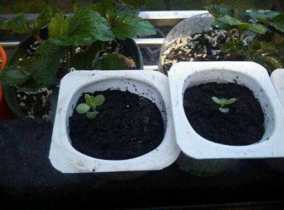 如何种薰衣草种子,什么时候种薰衣草