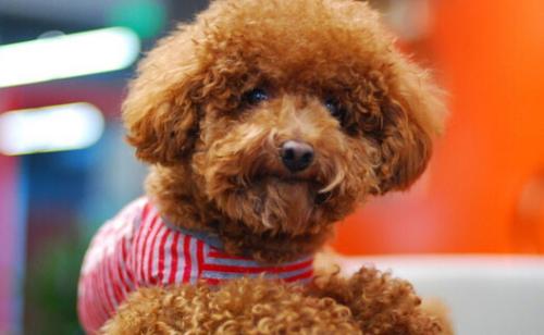 家养狗推荐大型不掉毛,最好养的狗又干净又不掉毛不咬人