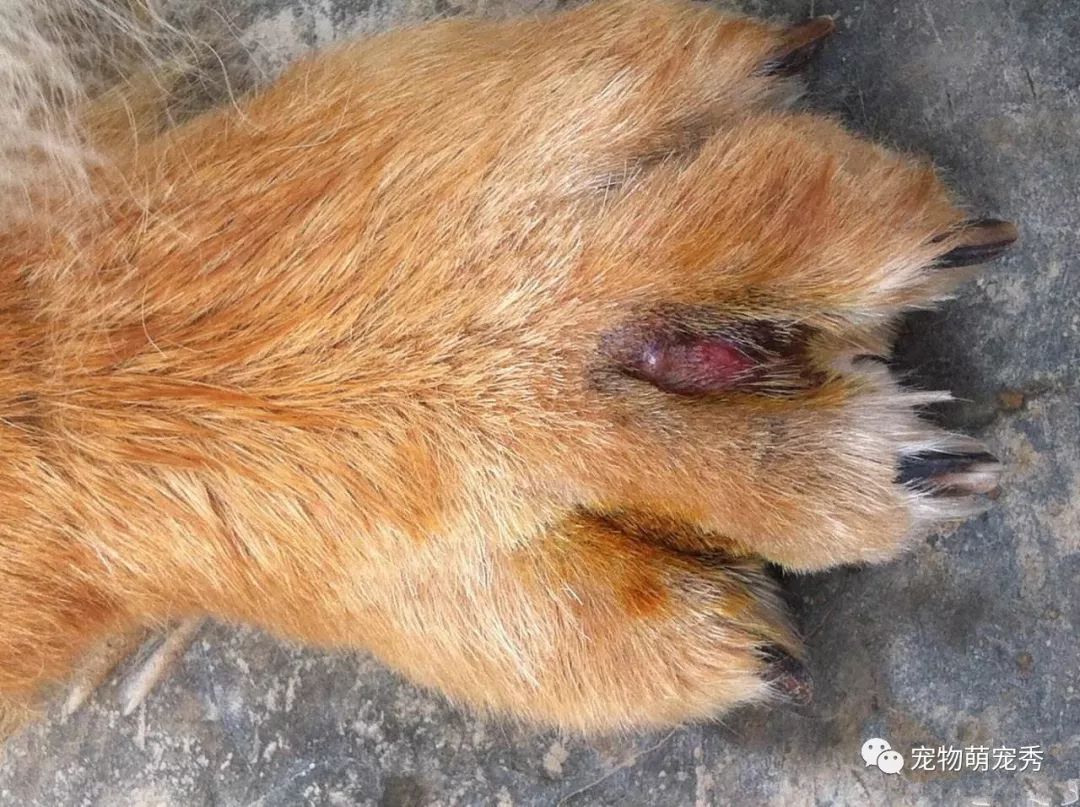 「趾间炎」狗狗指间炎治疗方法教程，宠物趾尖脓肿怎么办？
