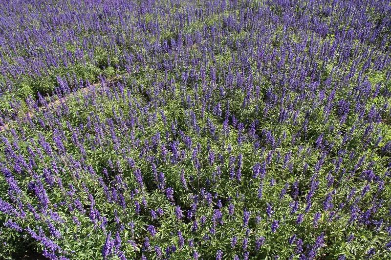 包头市新花海景点,包头最美的地方