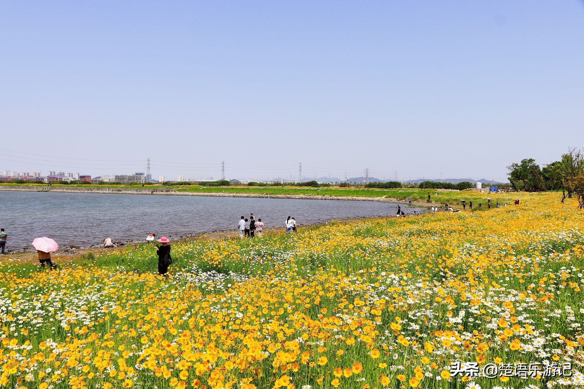 宁波大闸桥花海,宁波风景花海