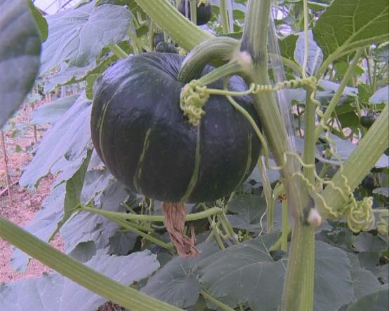 临颍南瓜,临颍县南瓜