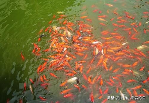 野钓窝点有鱼但不吃饵,钓鱼窝点有鱼怎么办