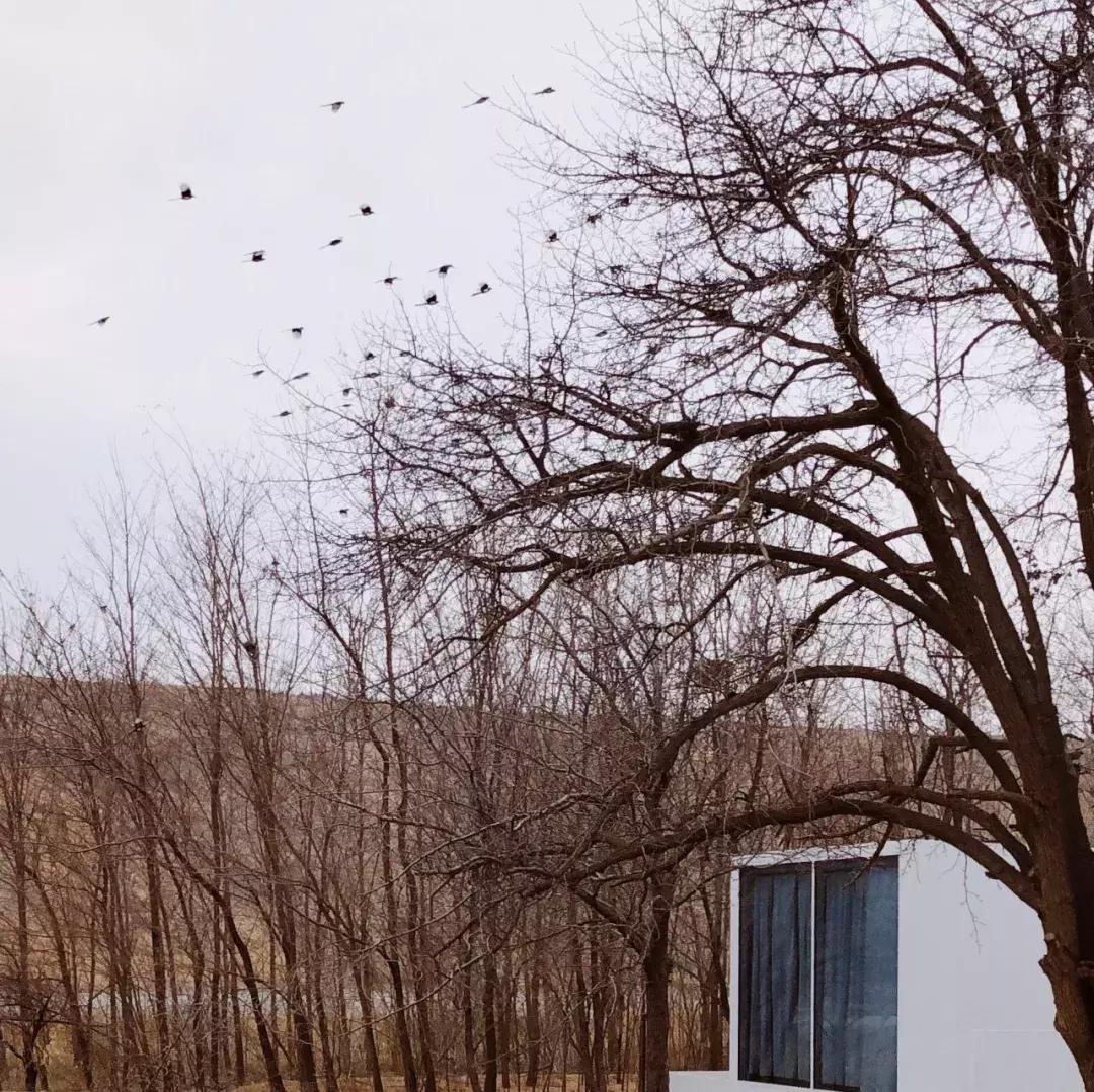 机票490飞往黄河过大年，主人请吃年夜饭，9项新年活动免费送