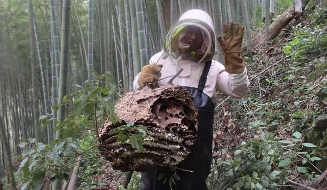 罕见!四川一男子收获2.4米196斤红娘大黑蜂蜂窝,它究竟有多毒?