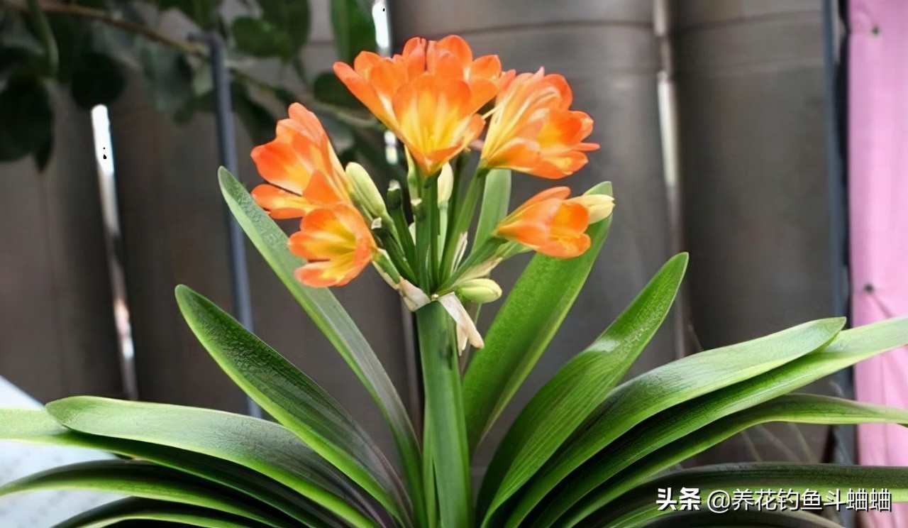 给君子兰倒骨粉,给君子兰用的氮肥