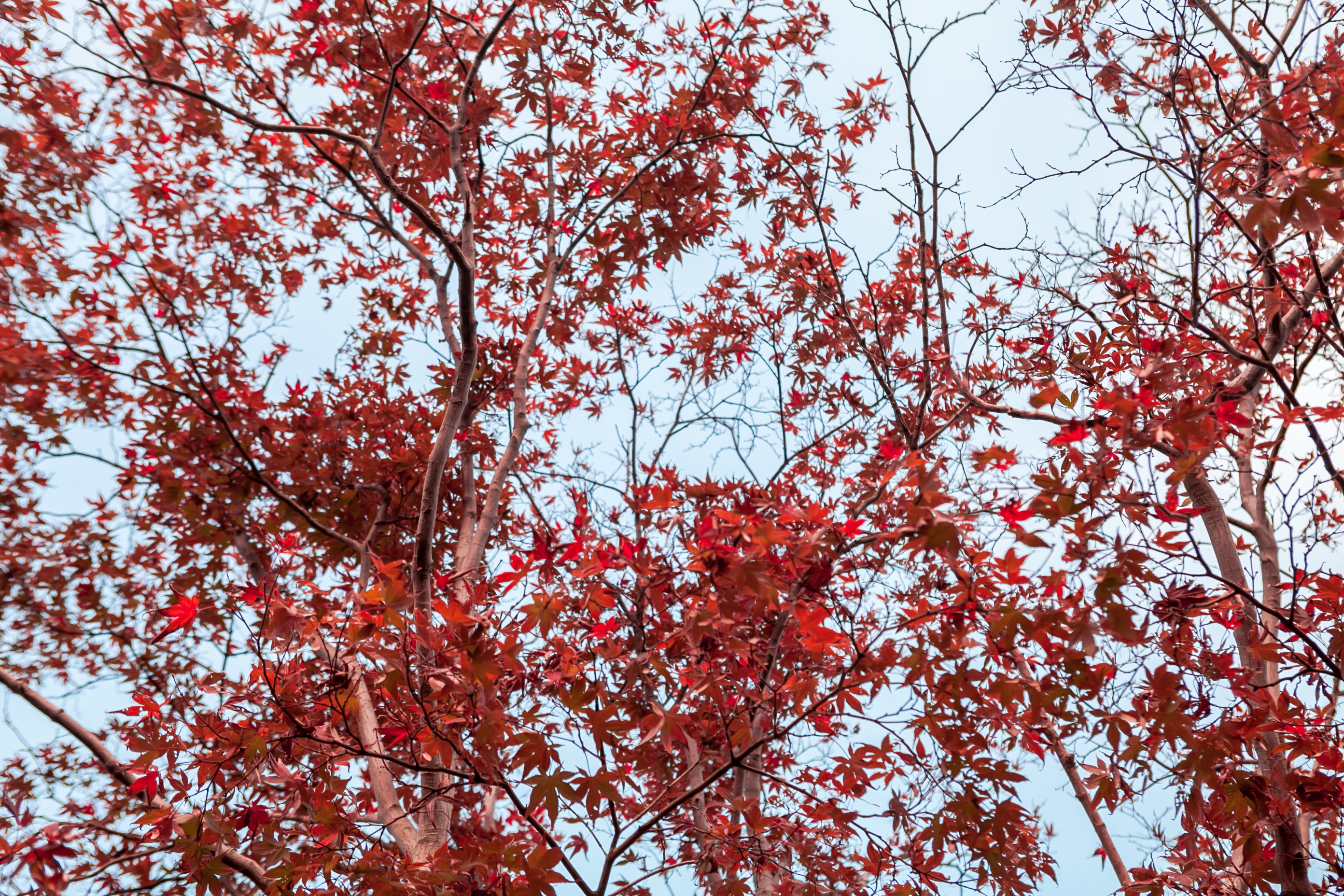 秋天的无锡美的醉人，去无锡旅行，这些好地方不要错过了