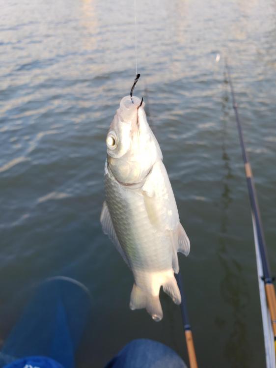 金迦潘钓杆,金迦潘求败渔具好用吗