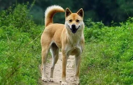 为什么那么多人嫌弃中华田园犬呢,中华田园犬真的是好狗