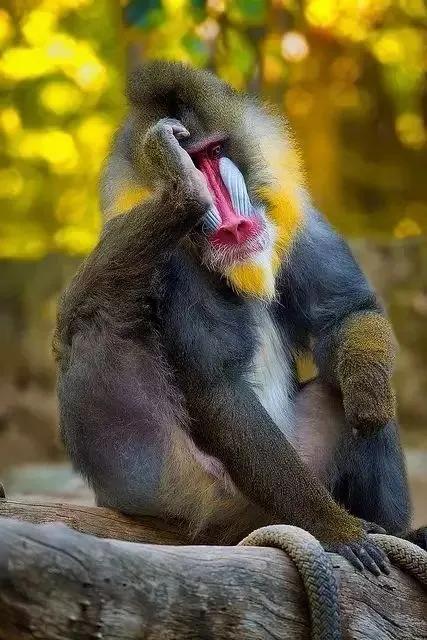 猴子72变图片,看看猴子