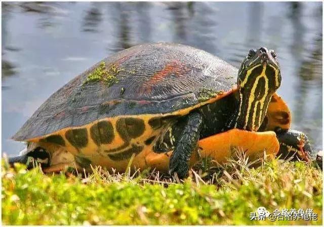 仿野环境养龟,仿野养龟