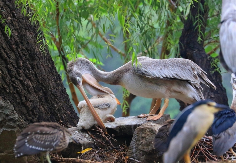 骆驼鸟大嘴如网兜，捕到大鱼后，还会让鱼在嘴里滚3分钟才吞下