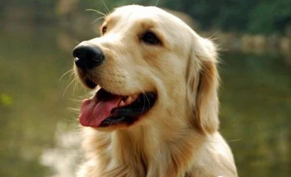 狗狗天气热生病怎么办呢,狗狗热了怎么办