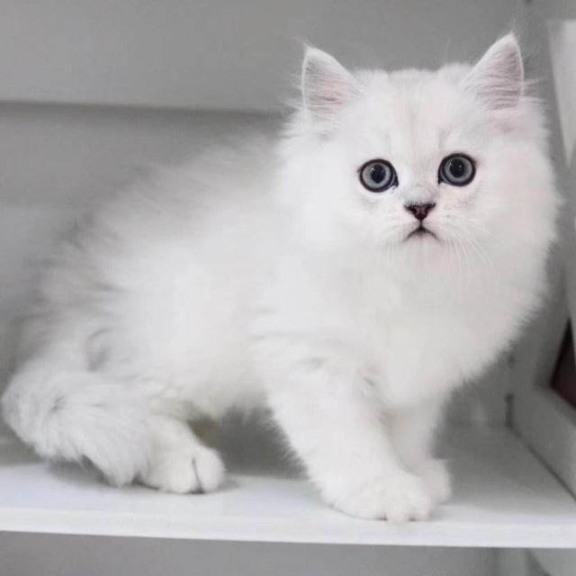 最适合12星座的猫咪,十二星座最配的猫是什么猫