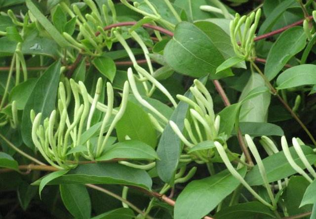 农村创业需要注意哪些事项,种植创业注意事项