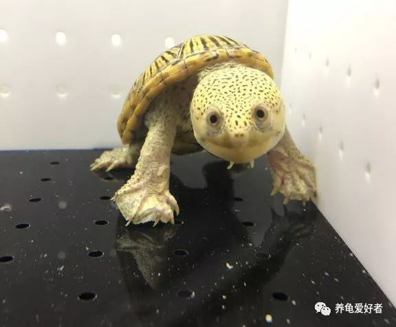 哪种情况乌龟要出壳了,乌龟在最近会出现什么表现