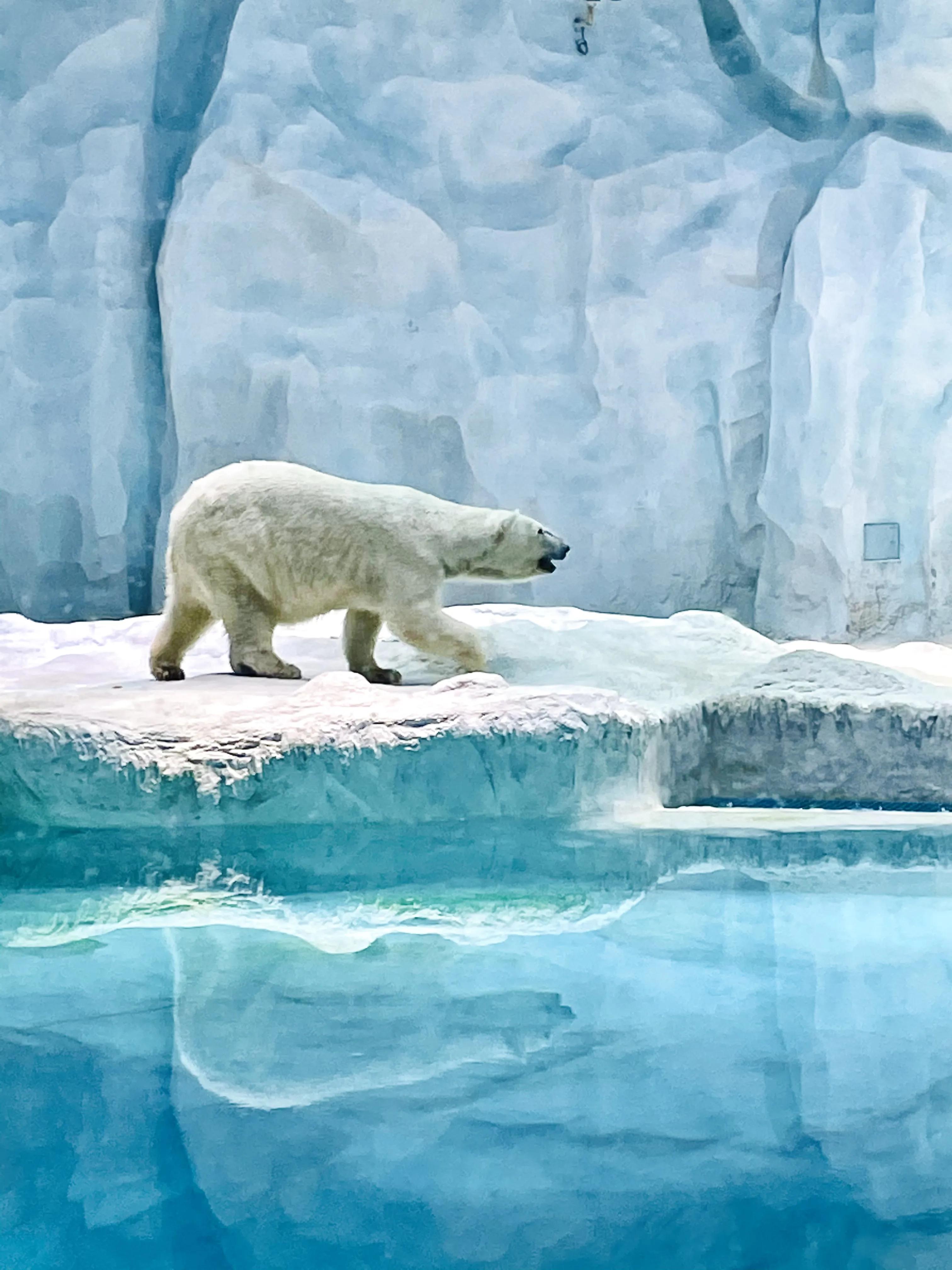 珠海长隆旅游攻略带孩子一日游,珠海长隆马戏团游记