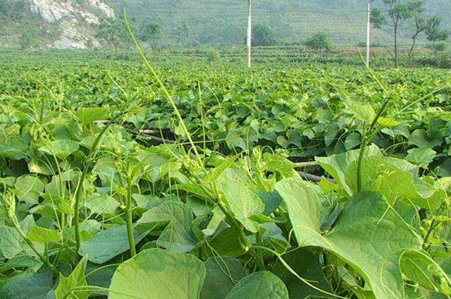 佛手瓜的根部叶片发黄是怎么回事,佛手瓜果实发黄怎么办