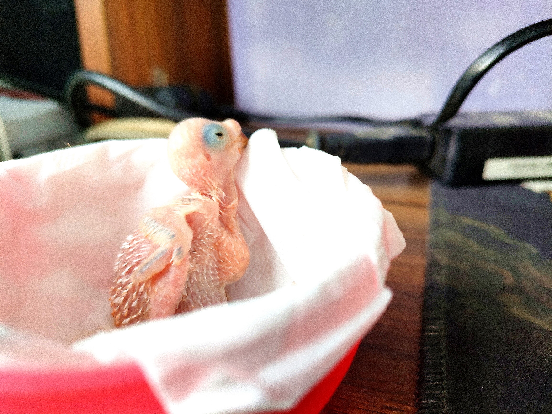 人工养殖鹦鹉注意事项,人工喂养小鹦鹉育雏