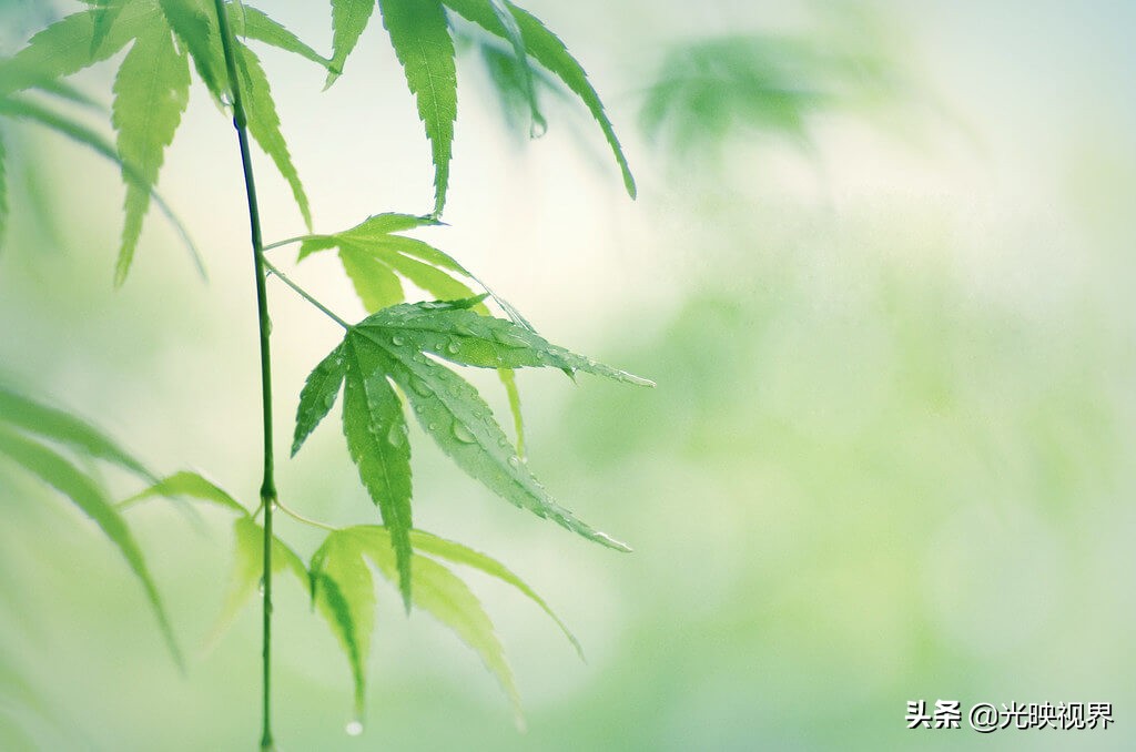 有关雨的美图,雨总能带给人直观的感受