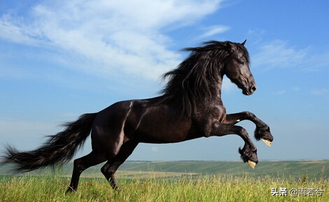 十二生肖的传说故事有哪些,十二生肖的传说故事完整图片