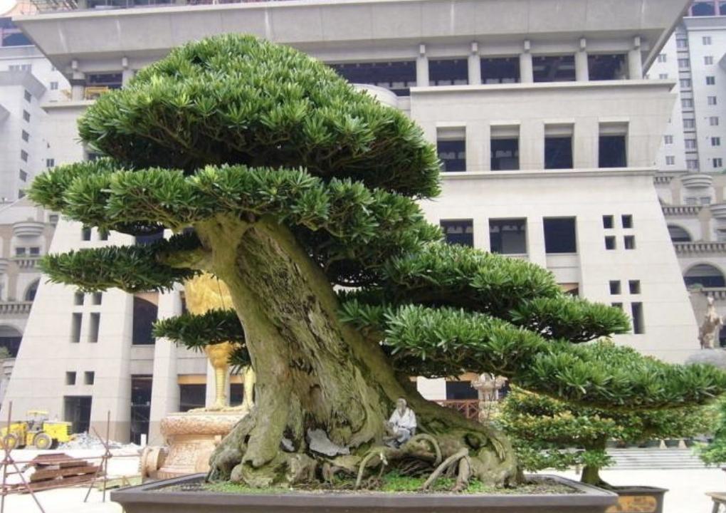 新房易栽的盆景树,桂花盆景四大镇宅之树