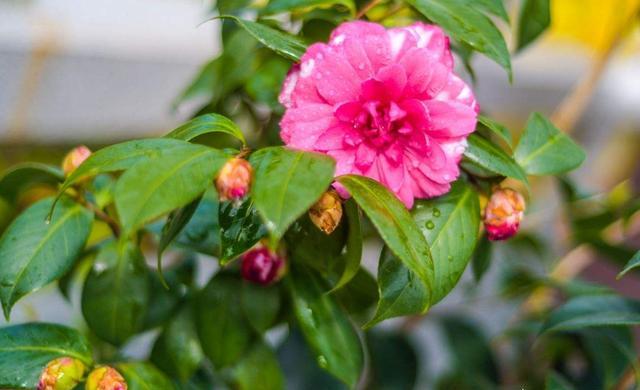 茶花叶发黄茶花苞打不开什么原因,茶花花苞打不开发黑掉落什么原因