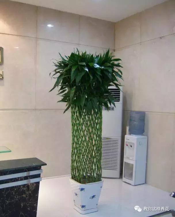 家里三种最旺财的花卉,家里招财旺宅的花