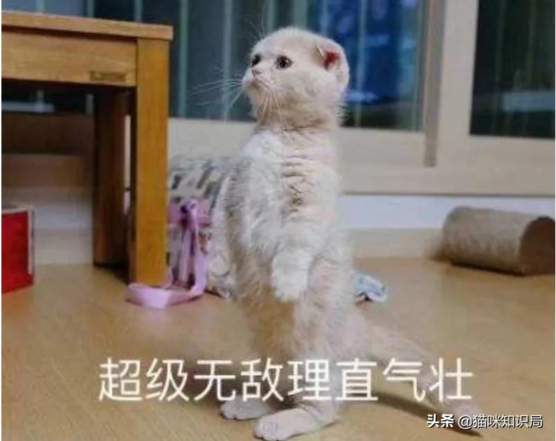 营养膏有营养吗,好吃又不贵的猫粮营养膏